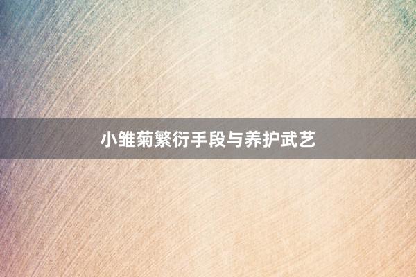 小雏菊繁衍手段与养护武艺